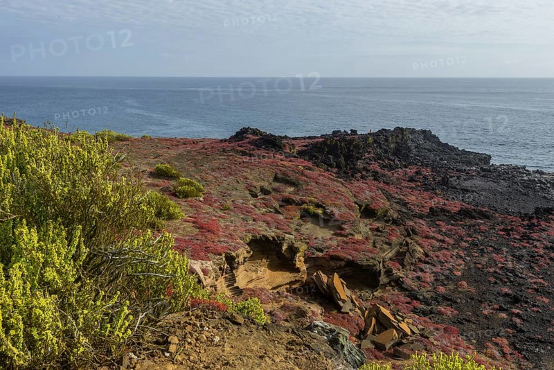 Endemic plants