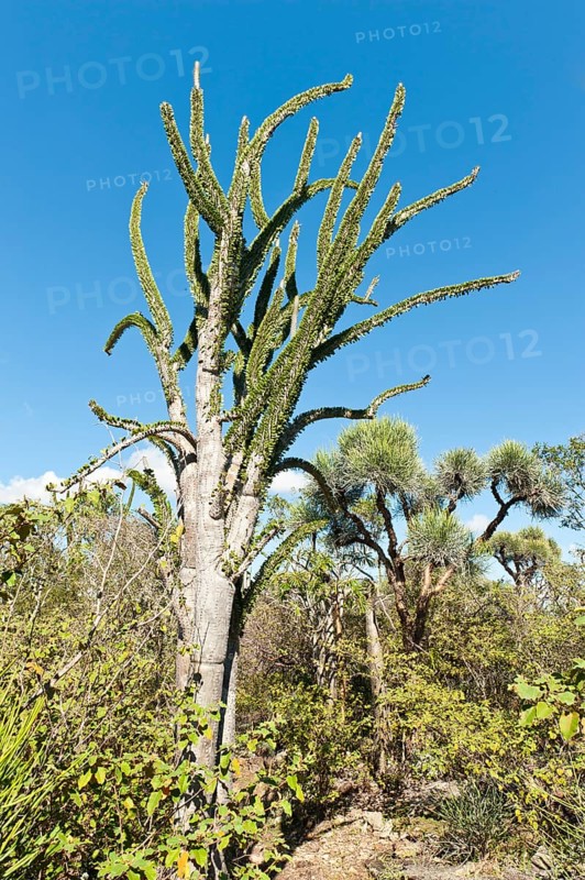Madagascan Ocotillo or Alluaudia (Alluaudia procera)