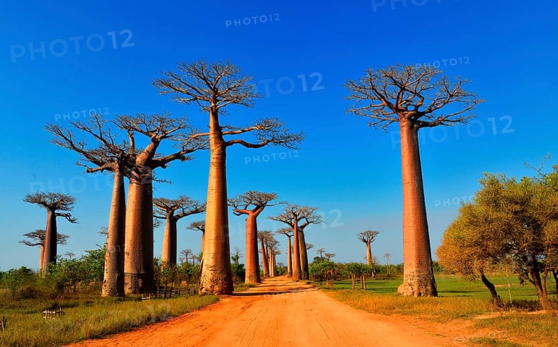 Baobab trees (Adansonia grandidieri)