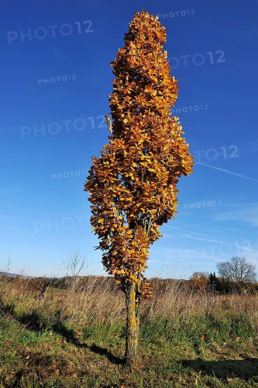 Cypress Oak (Quercus rubor) in autumn foliage