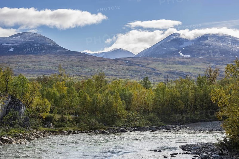 Autumn coloured birch trees on the Abiskojakka river