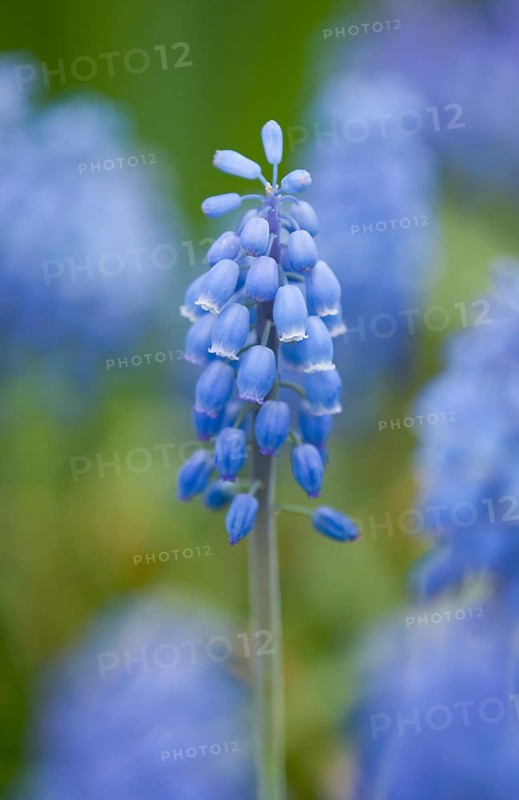Small Grape Hyacinth (Muscari botryoides)