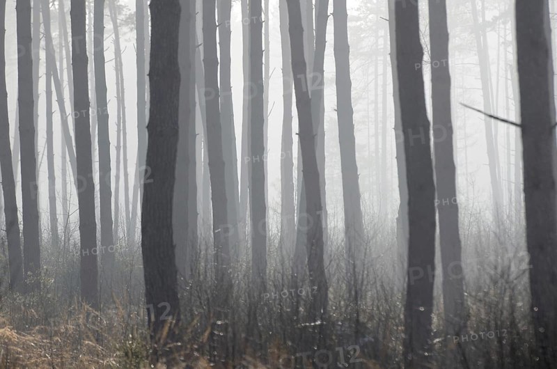 Dense fog in a pine forest