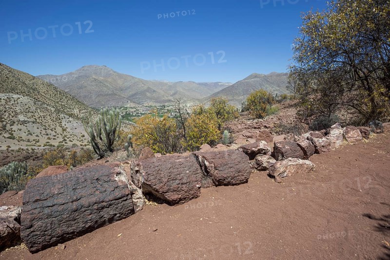 Petrified Araucaria wood