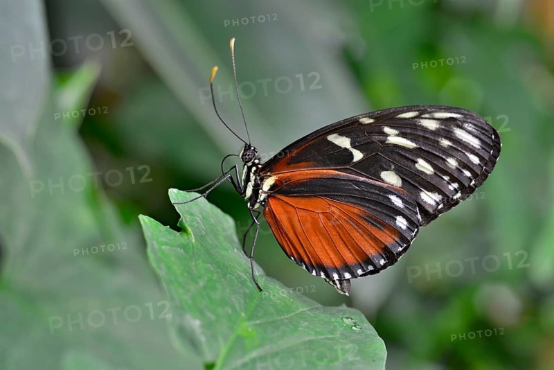 Five-spotted Longwing (Heliconius hecalesia)