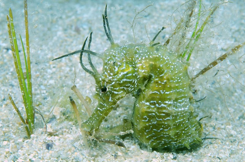 Short-snouted Seahorse (Hippocampus hippocampus)