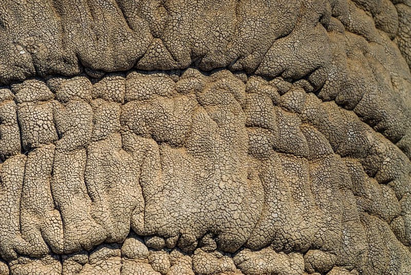 African Elephant (Loxodonta africana)