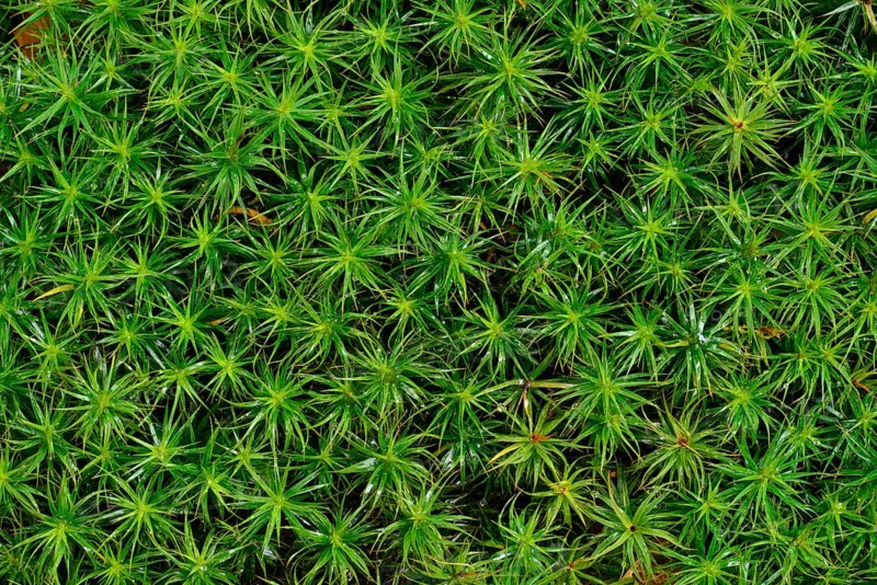 Haircap Moss or Hair Cap Moss (Polytrichum formosum)