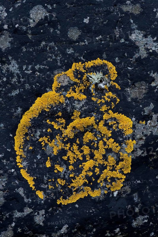 Caloplaca lichen (Caloplaca) on rock