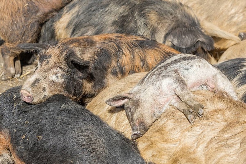 Mangalitsa or Mangalitza Pigs (Sus scrofa domestica)