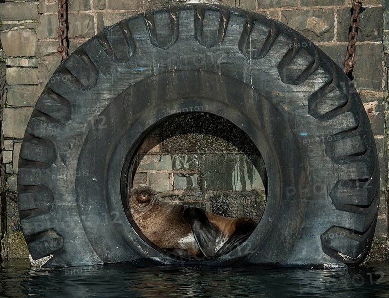 Brown Fur Seal (Arctocephalus pusillus) in a tire on the harbour wall