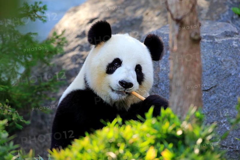 Giant Panda (Ailuropoda melanoleuca) adult