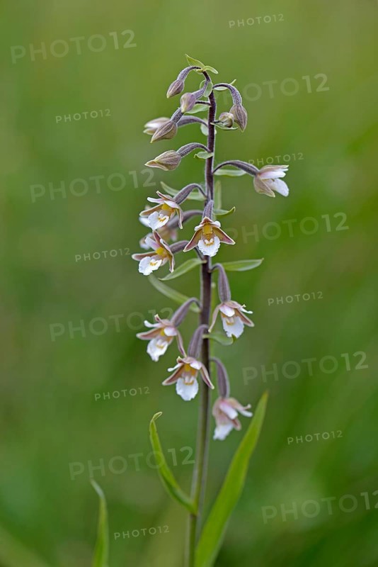 Marsh Helleborine (Epipactis palustris)