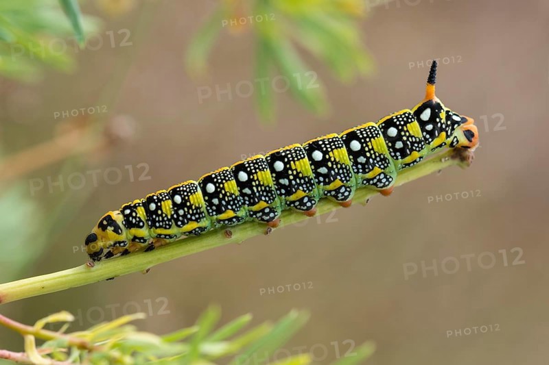 Caterpillar of the Spurge Hawk-moth (Hyles euphorbiae) feeding on its food plant Cypress Spurge (Euphorbia cyparissias)