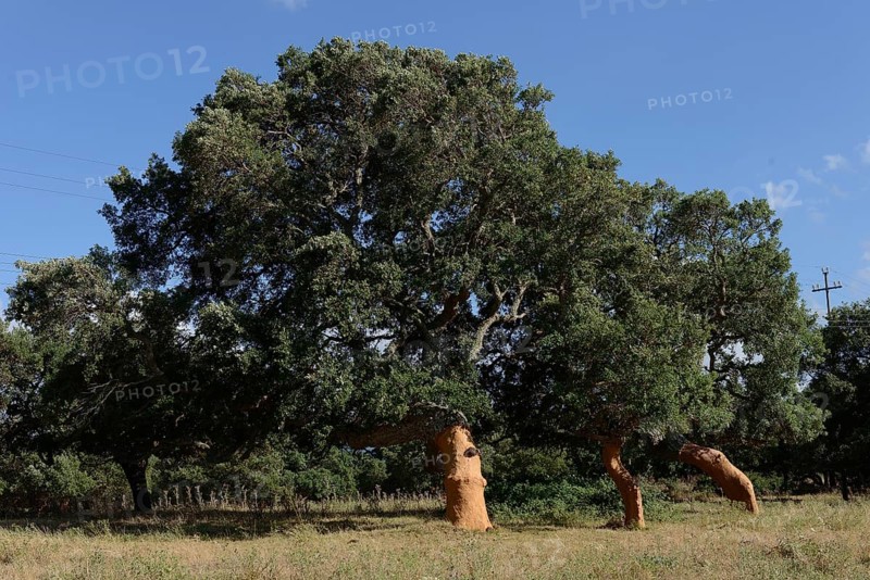 Freshly peeled Cork Oaks (Quercus suber)