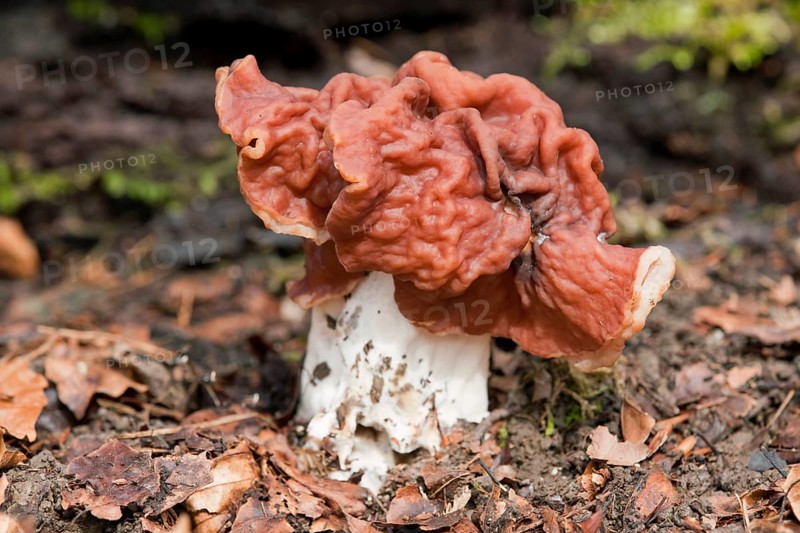Brown False Morel (Gyromitra fastigiata)