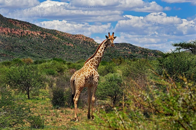 Giraffe (Giraffa camelopardalis)