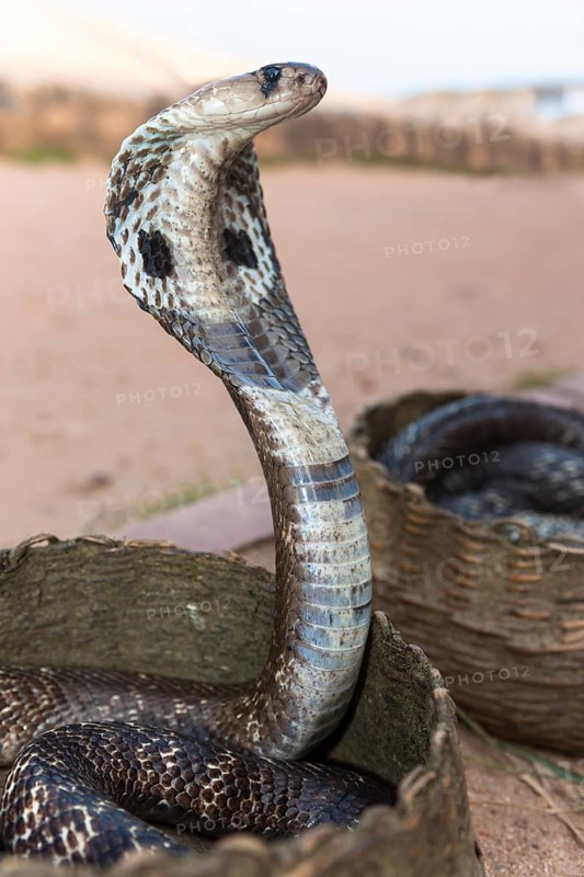 Indian Cobra