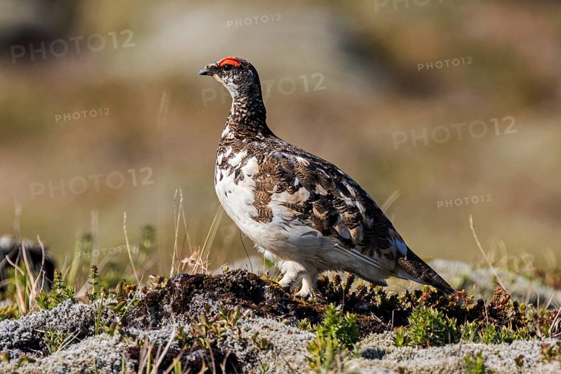 Ptarmigan (Lagopus)