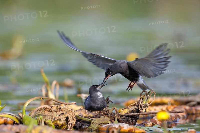 Black tern (Chlidonias niger)