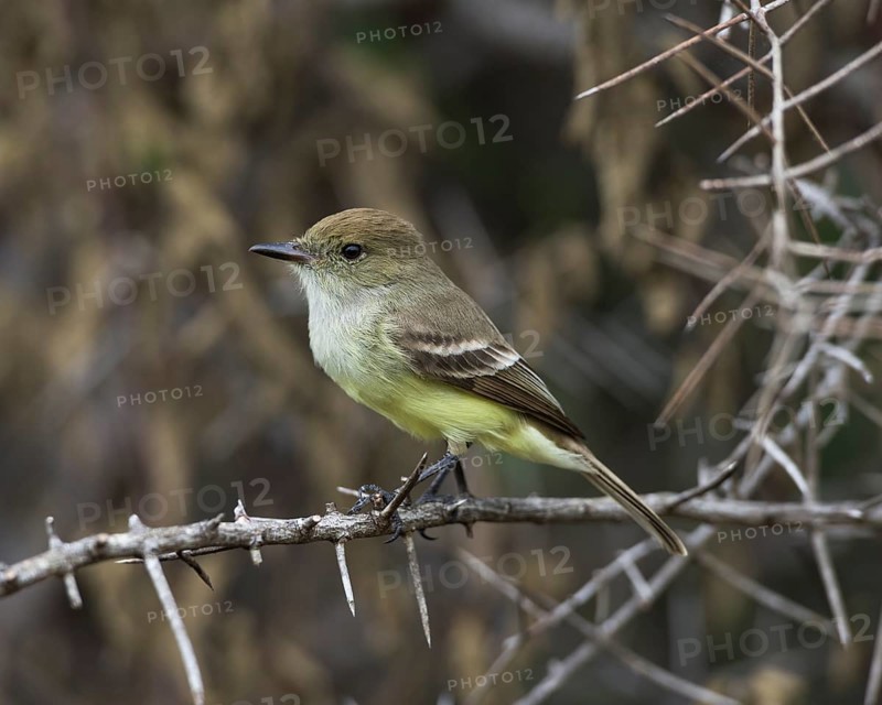 Galapagos Flycatcher or Large-billed Flycatcher (Myiarchus magnirostris)