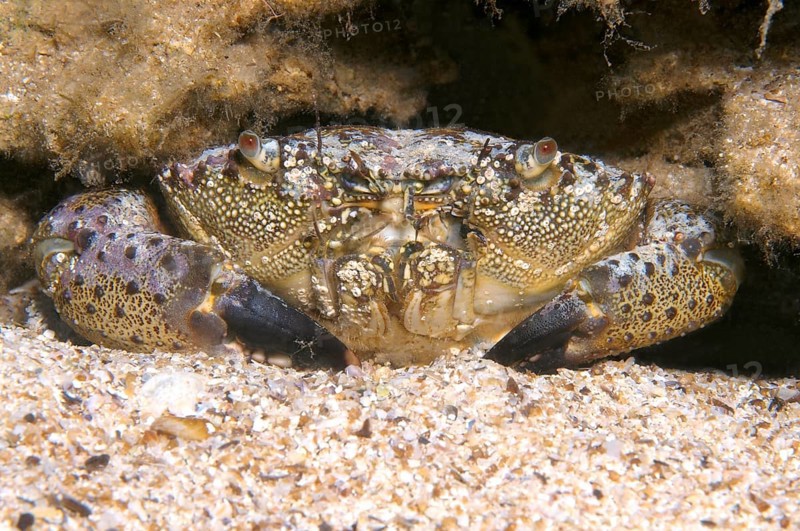 Warty Crab or Yellow Crab (Eriphia verrucosa)