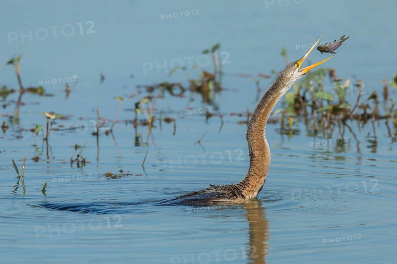 Oriental Darter (Anhinga melanogaster)