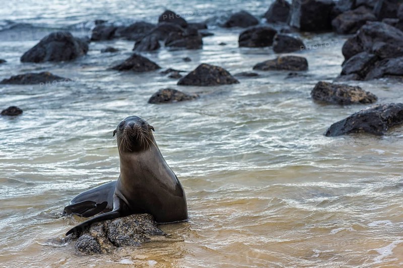 Galapagos Sea Lions (Zalophus wollebaeki)
