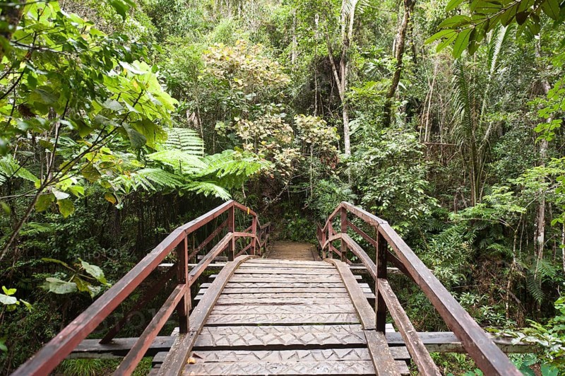 Wooden bridge leading into the dense jungle