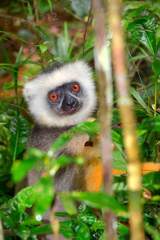 Diademed Sifaka (Propithecus diadema)