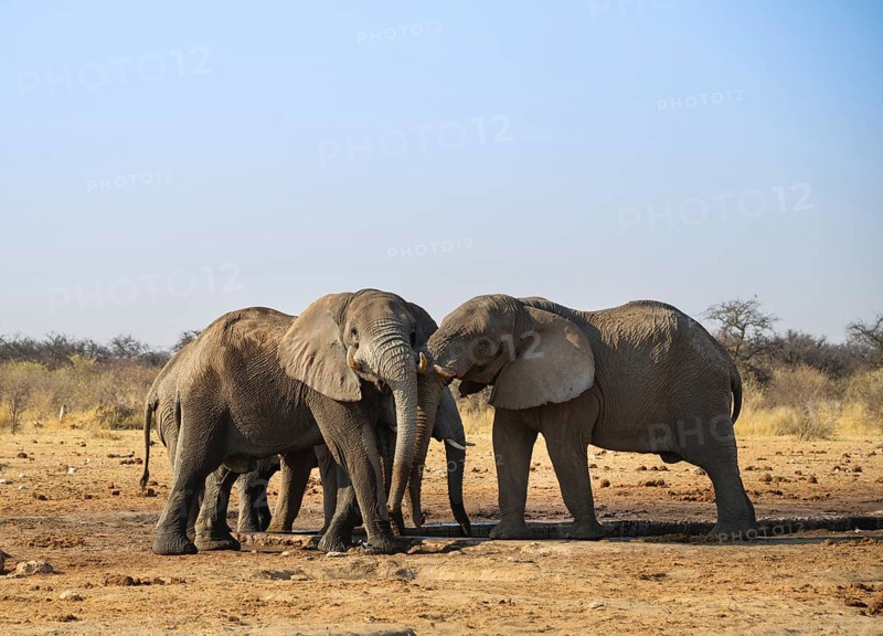 Two elephants playfully fighting