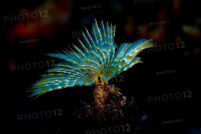 Mediterranean Fanworm or Feather Duster Worm (Sabella spallanzanii)