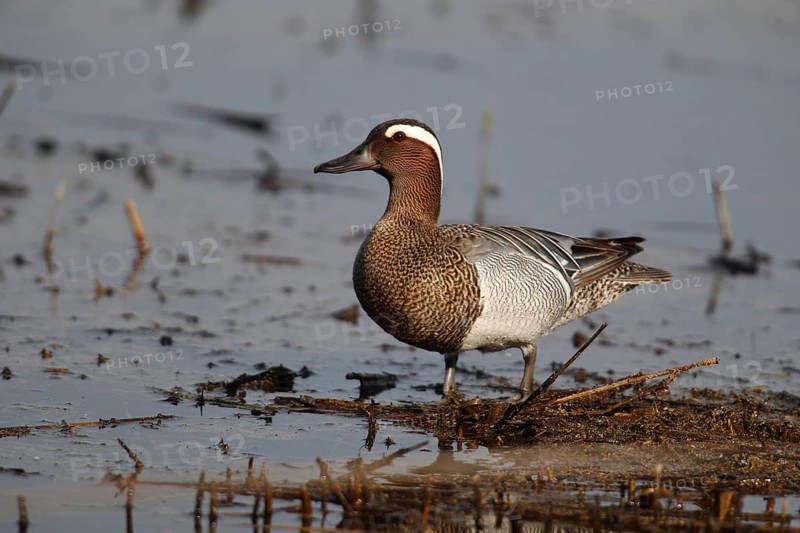 Garganey (Anas querquedula)