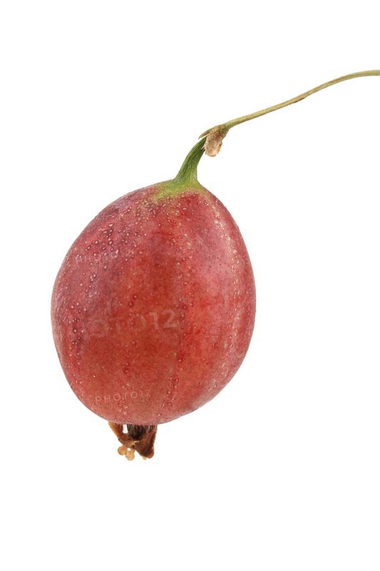 Red gooseberry (Ribes uva-crispa)