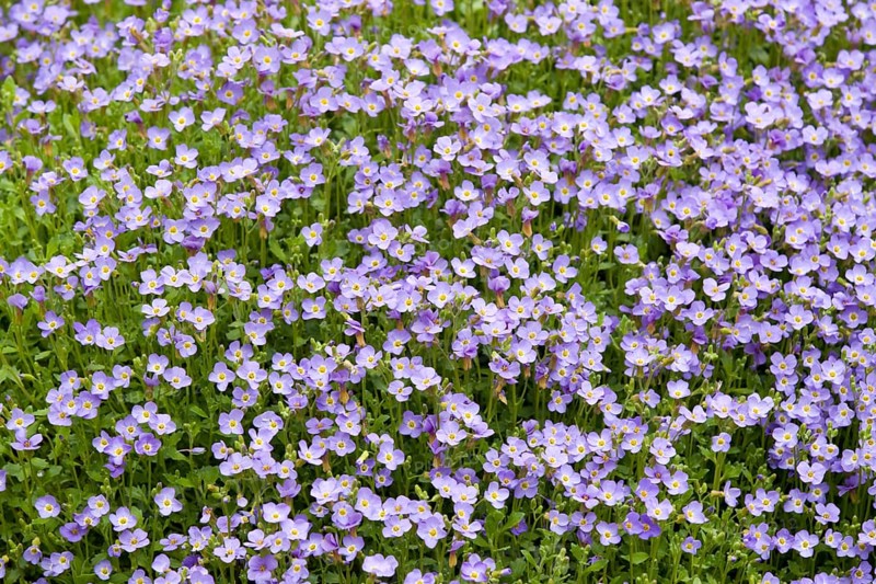Aubrieta (Aubrieta gracilis)