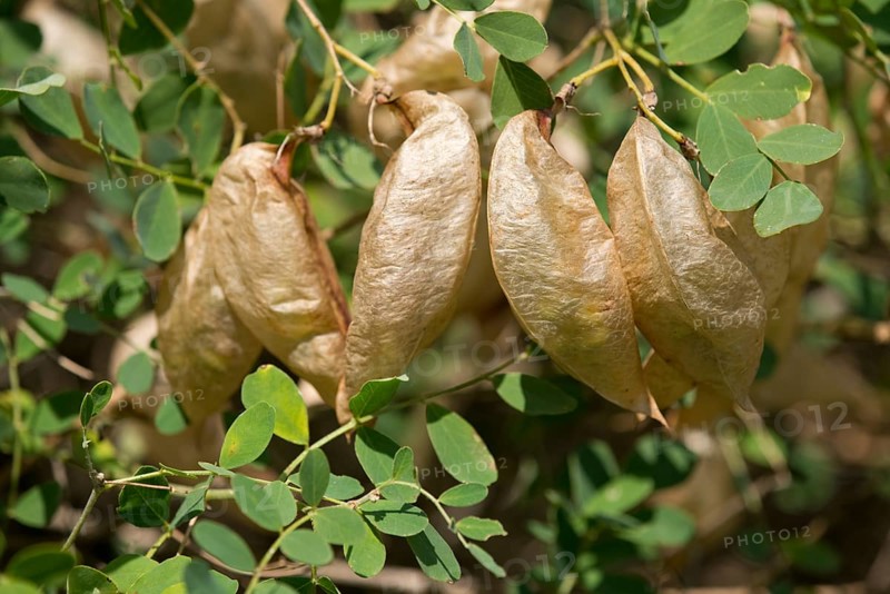 Bladdersenna or Bladder Senna (Colutea arborescens)
