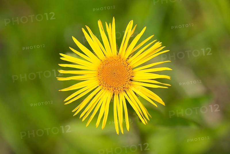 Downy Elecampane (Inula hirta) flower