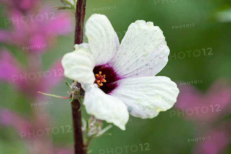 Roselle (Hibiscus sabdariffa)