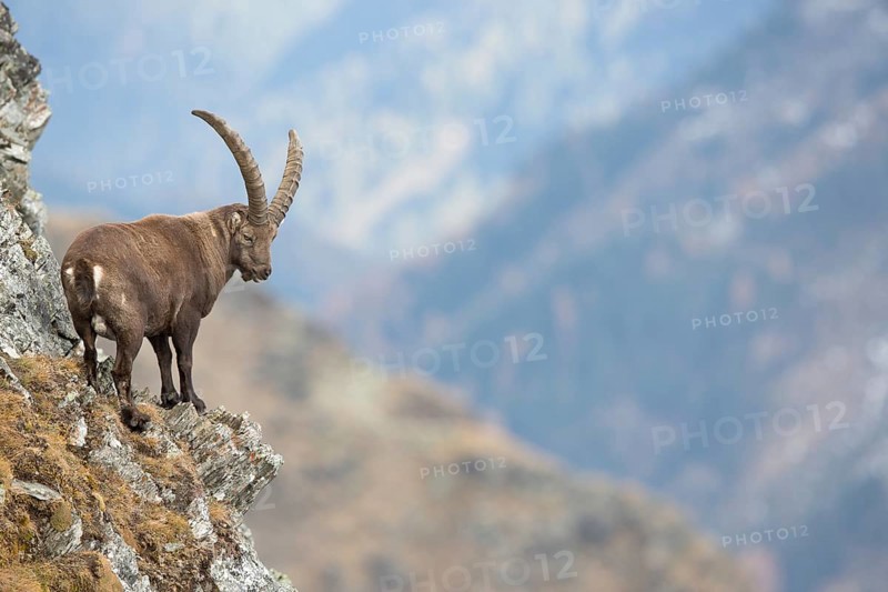 Alpine Ibex (Capra ibex)