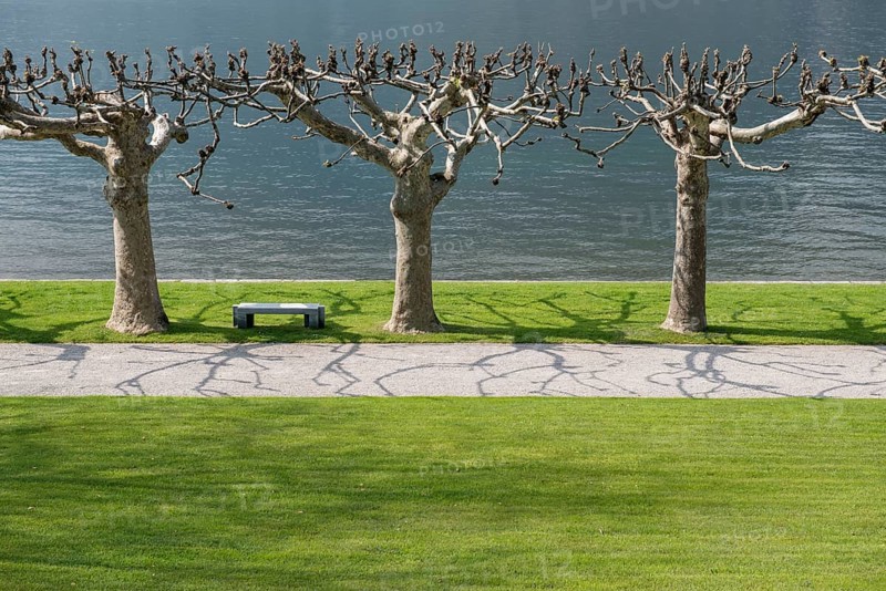Plane Trees