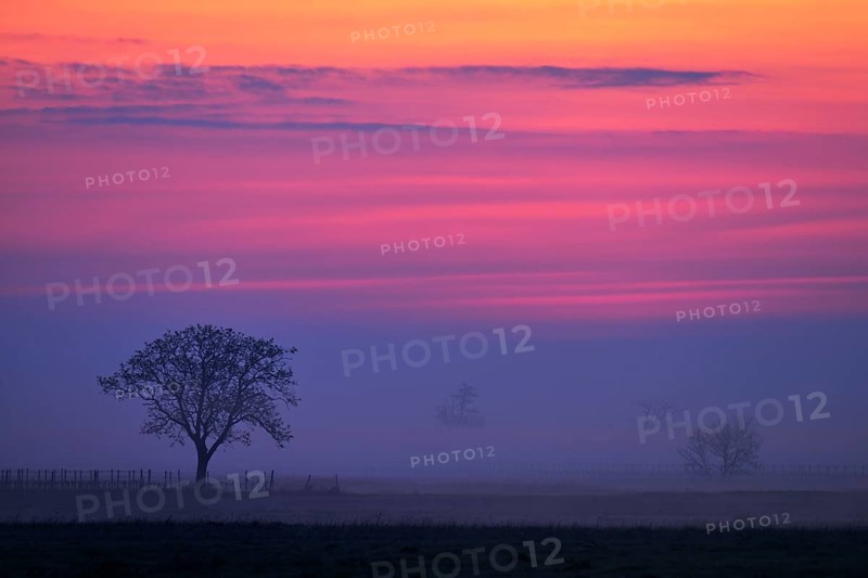 Tree in the fog