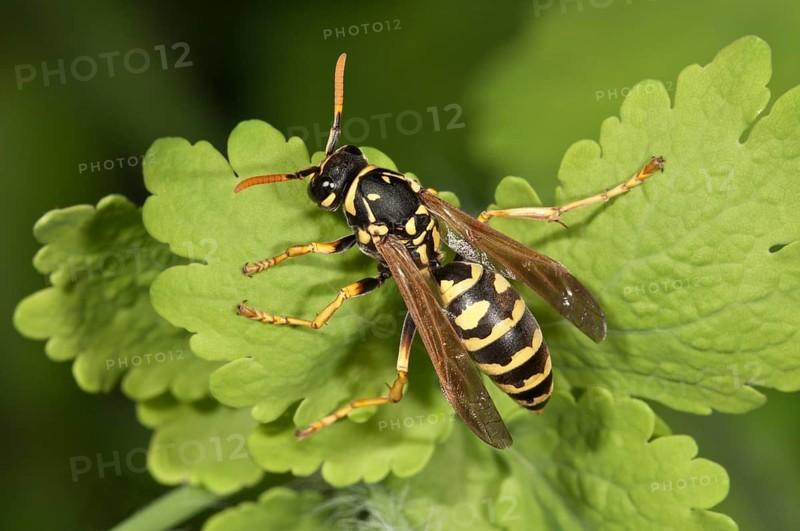 European paper wasp (Polistes dominula)