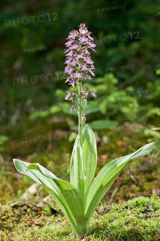 Lady Orchid (Orchis purpurea)