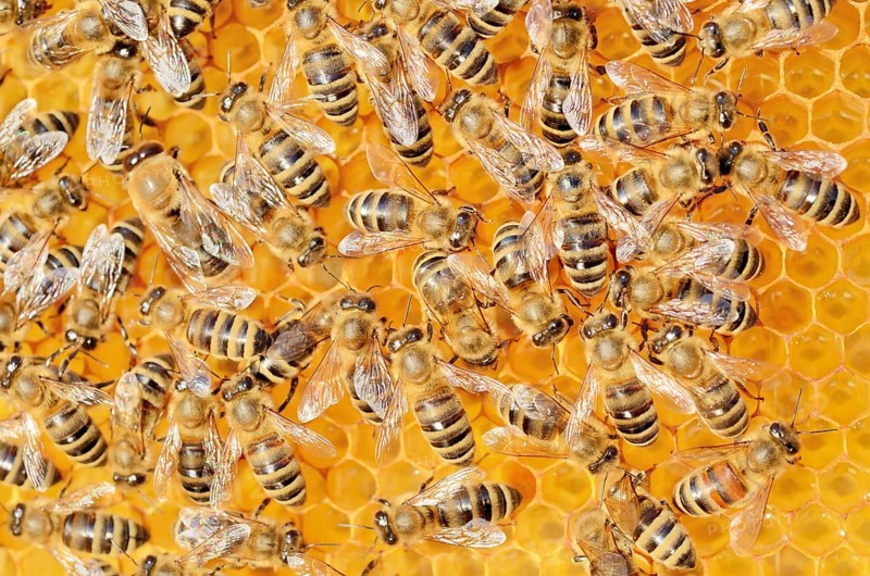 Colony of Honey Bees (Apis mellifera var carnica) on fresh honeycomb with honey