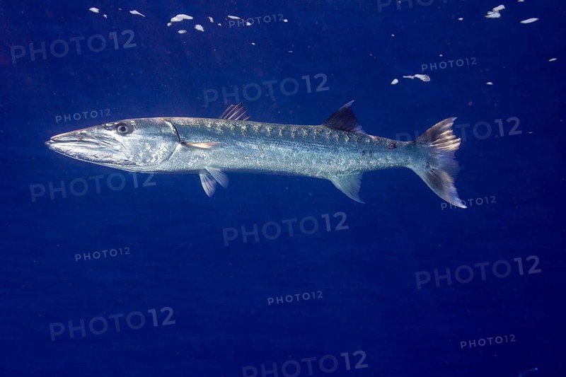 Great Barracuda (Sphyraena barracuda)