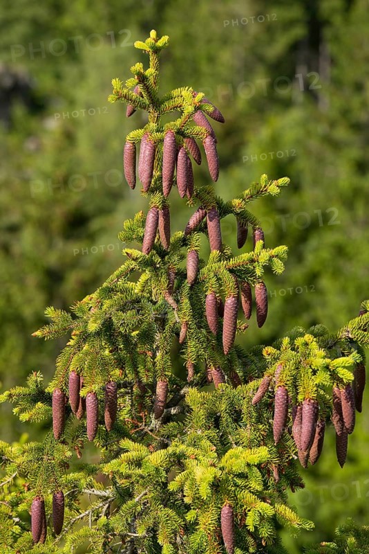 Common spruce (Picea abies)