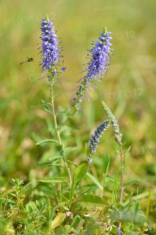 Spiked speedwell (Veronica spicata)