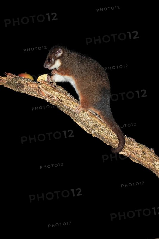 Common ringtail possum (Pseudocheirus viverrinus peregrinus)