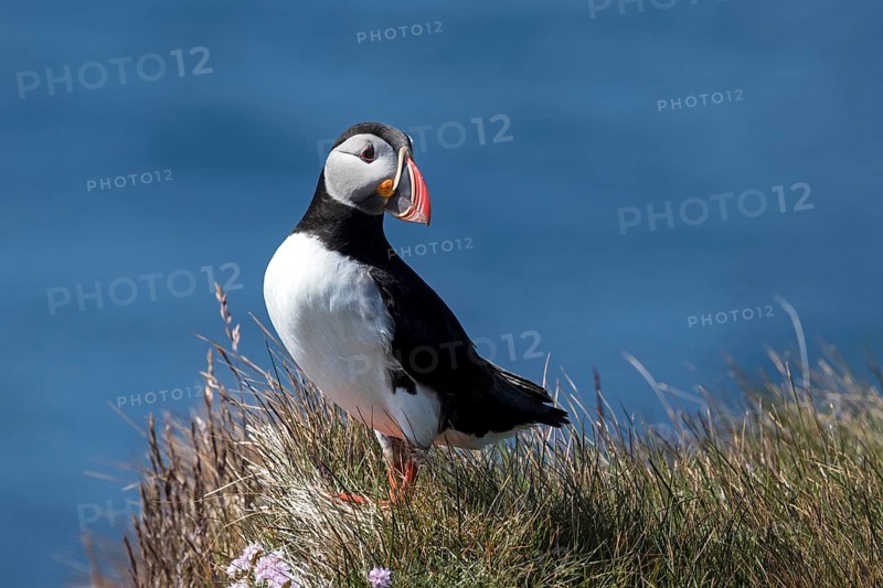 Puffin (Fratercula arctica)