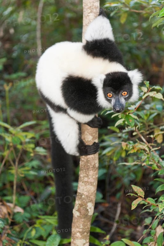 Black-and-white Ruffed Lemur (Varecia variegata)